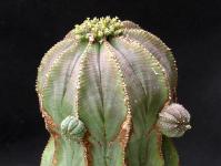 Thumbnail of 1387_Euphorbia obesa_20150501_01(1).JPG